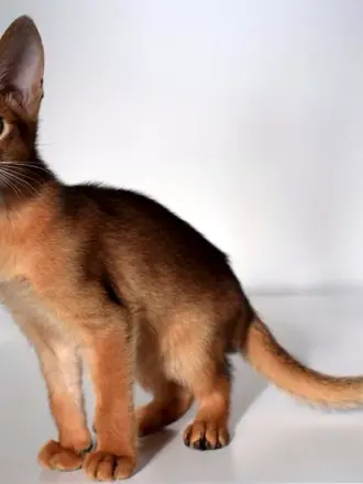 Абиссинская кошка дикий окрас