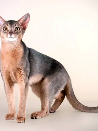 Абиссинская кошка голубая