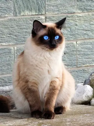 Балинезийская кошка