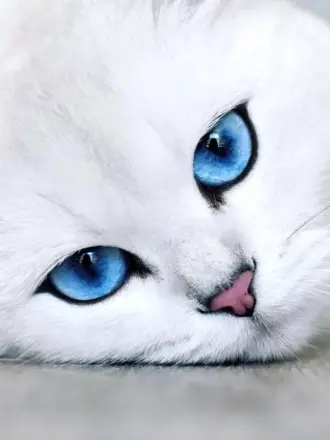 Белая кошка с голубыми глазами