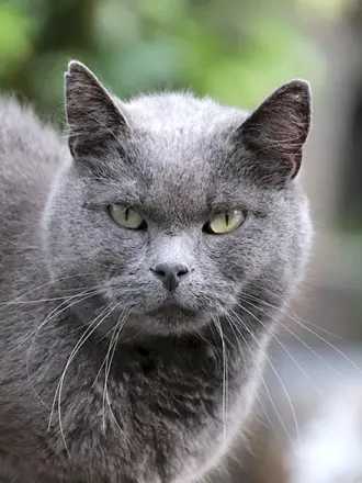 Бельгийская кошка серая