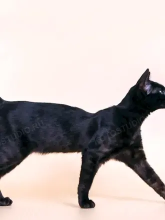 Бенгальская кошка миланист