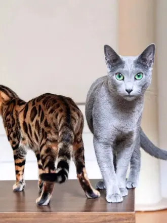 Блю тебби Бенгальская кошка
