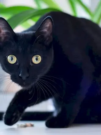 Бомбейская кошка