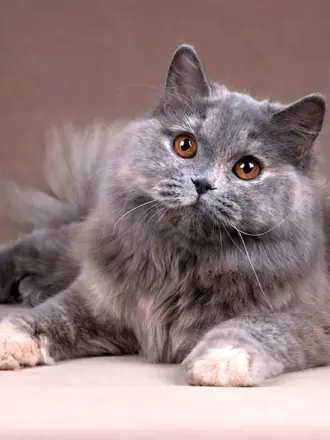 Британская длинношёрстная кошка