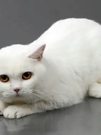 Британская короткошёрстная кошка белая