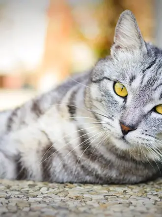 Британская кошка короткошерстная полосатая