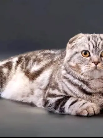 Британская вислоухая кошка