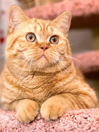 Британский короткошерстный кот рыжий