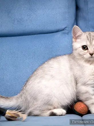 Британский кот 3 месяца