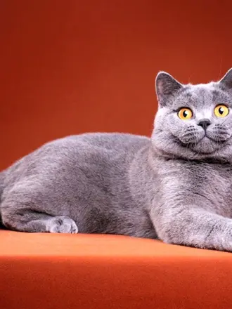 Британский прямоухий кот