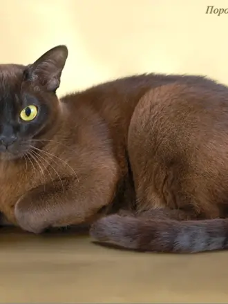 Бурманская кошка