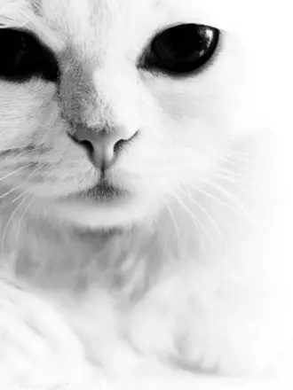 Чёрные коты с белыми глазами