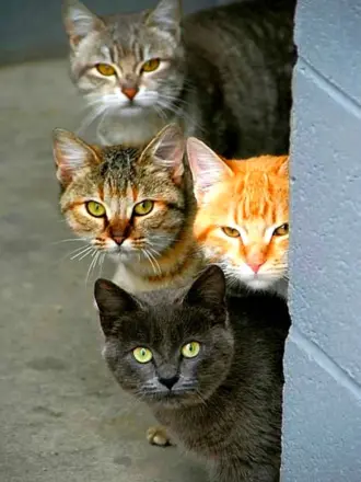 Четыре кота