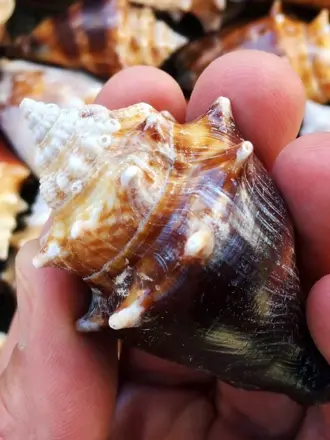 Crown Conch моллюск