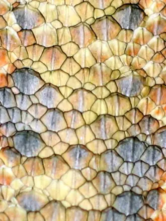 Dragon Skin – «шкура дракона»