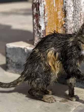Драная кошка