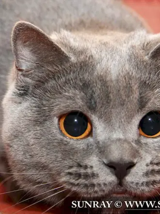 Глаза британских кошек