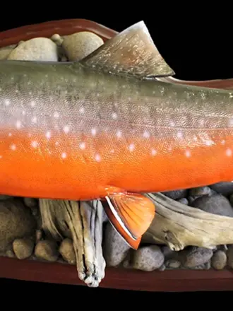 Голец куорский