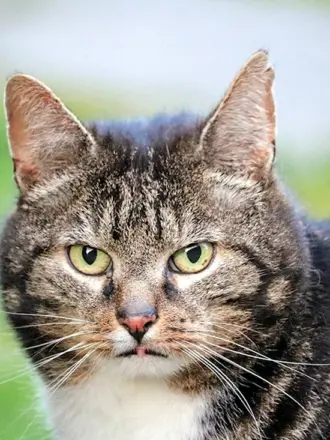 Голландский кот