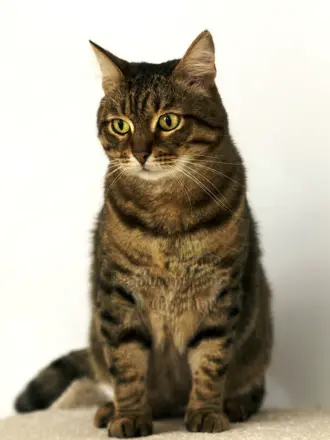 Камышовый окрас кота