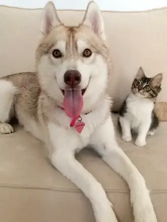 Хаски и кошка