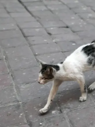 Худая кошка