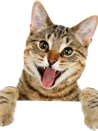 Кошка на белом фоне