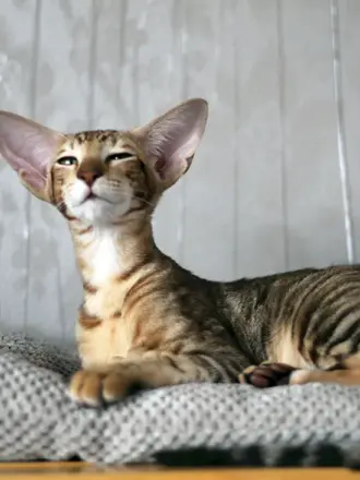 Кошка Орион Ориентальная