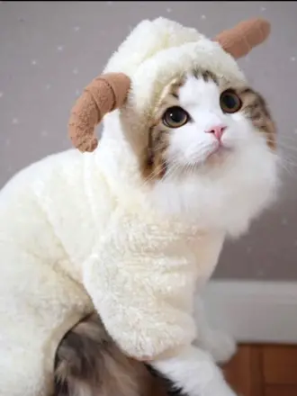 Кошка Овечка