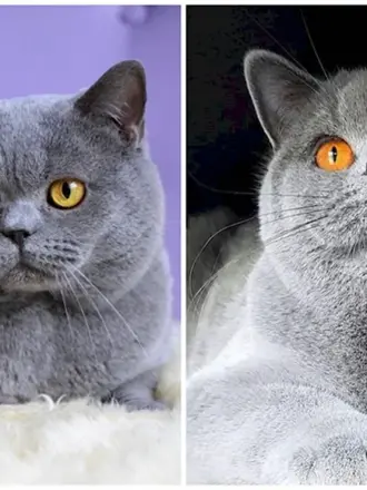 Кошки похожие на британских