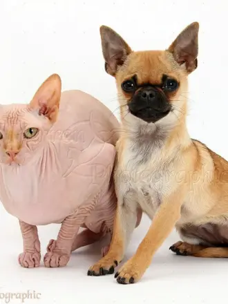 Кот и чихуахуа