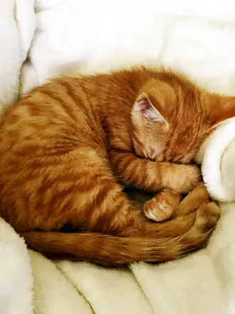 Кот лежит клубочком