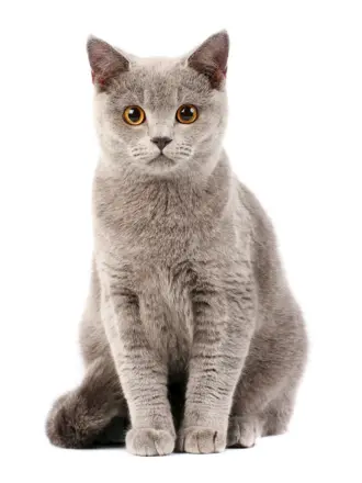 Кот на белом фоне