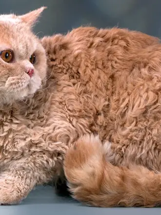 Кот Селкирк рекс