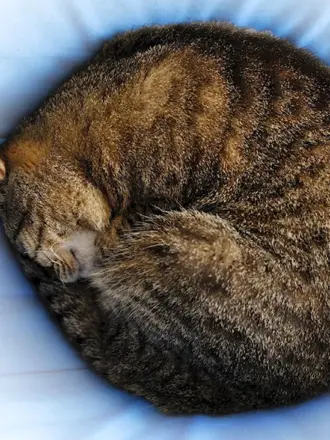 Кот спит клубочком