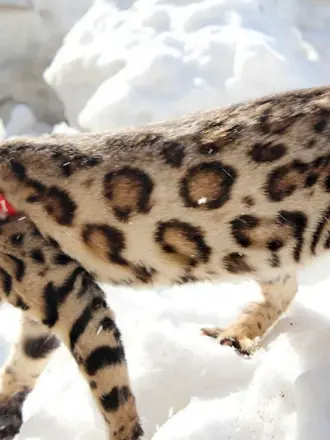 Котята бенгалы снежный Барс