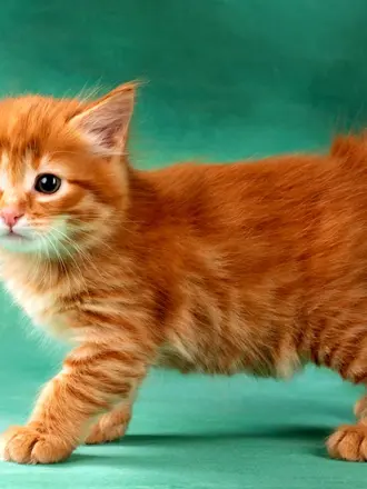 Курильский бобтейл рыжий котенок