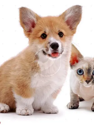 Манчкин и корги