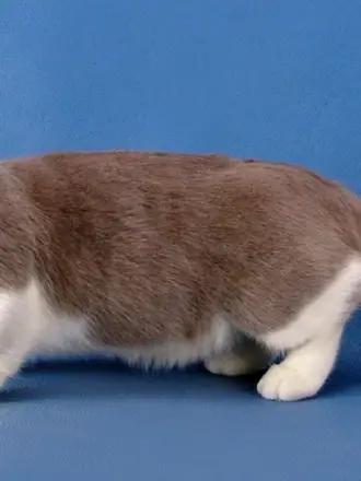 Манчкин кот