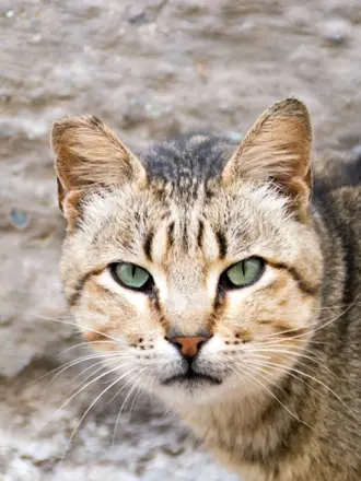 Марокканский котенок
