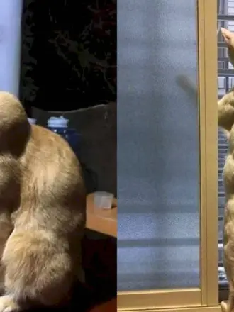 Мускулистый кот