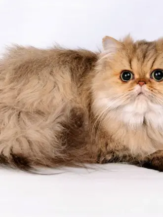 Персидская кошка