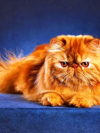 Персидский длинношерстный кот
