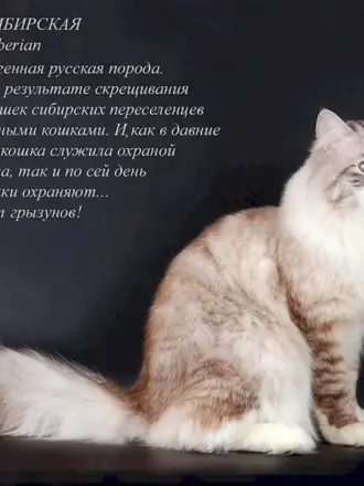 Породы кошек с описанием