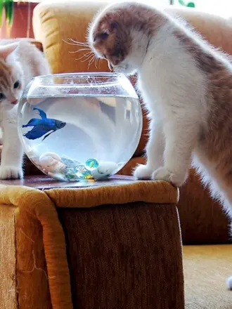 Прикольные котята