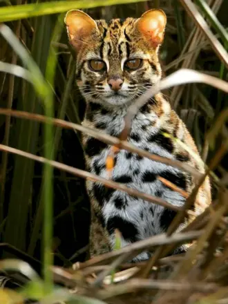 Prionailurus bengalensis