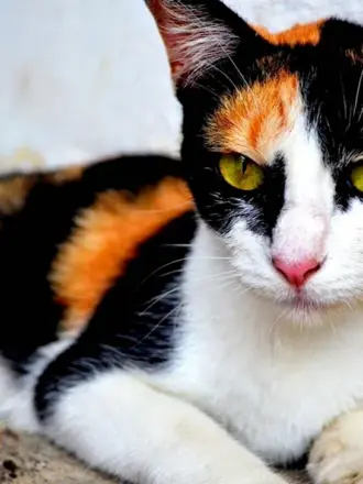 Разноцветная кошка