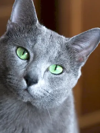 Русская голубая кошка