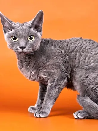 Селкирк рекс кошка короткошерстный